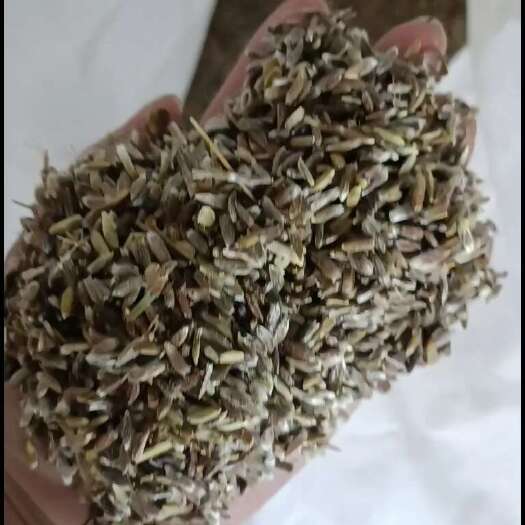 安国市苍术种子  可育苗，可林下种植，可直播