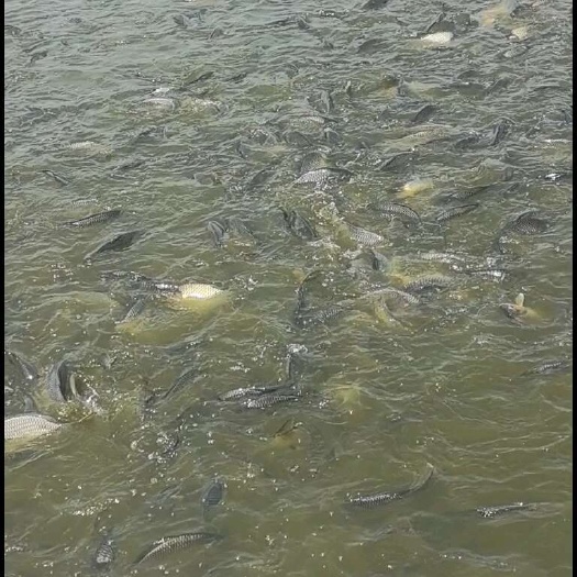 东营大鲤鱼