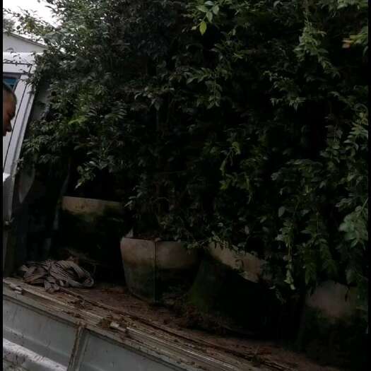 漳州树葡萄苗