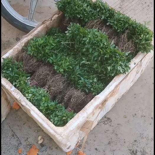 昭通红花椒小苗