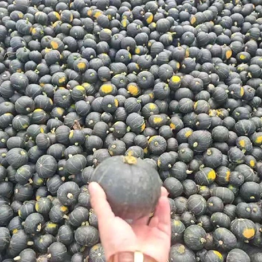 雷州市广东产地精品贝贝南瓜