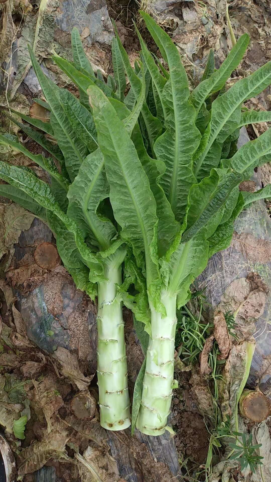 莴笋白莴笋青莴笋鲜嫩红尖叶香莴苣现采直发湖北无空心