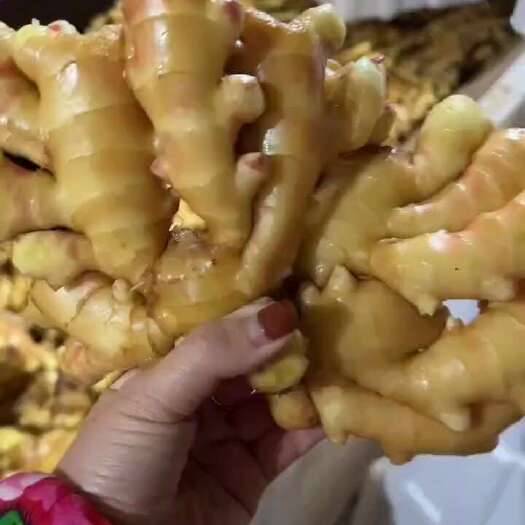 沂水县姜种 368山东姜种 姜种培育中心 大黄姜姜种 小黄姜姜种