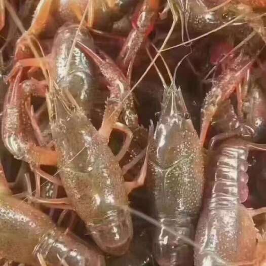 洪湖市清水小龙虾，肉质饱满Q弹，