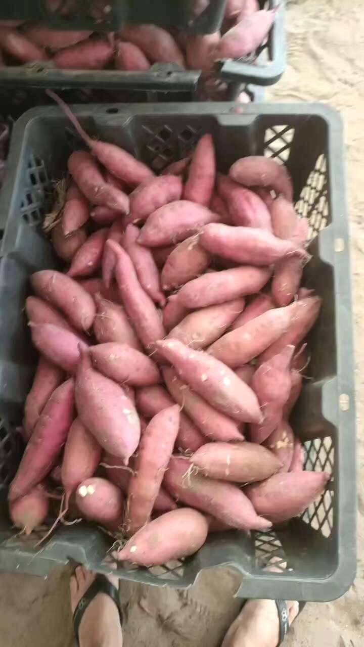 桥头富硒地瓜供应商