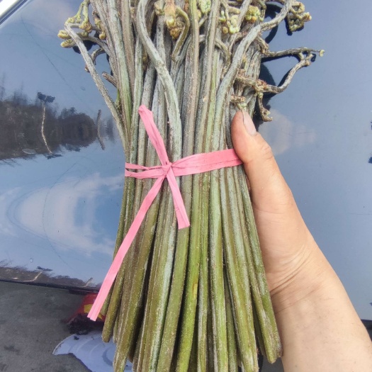 六盘水新鲜蕨菜龙爪菜真空包装舔蕨菜