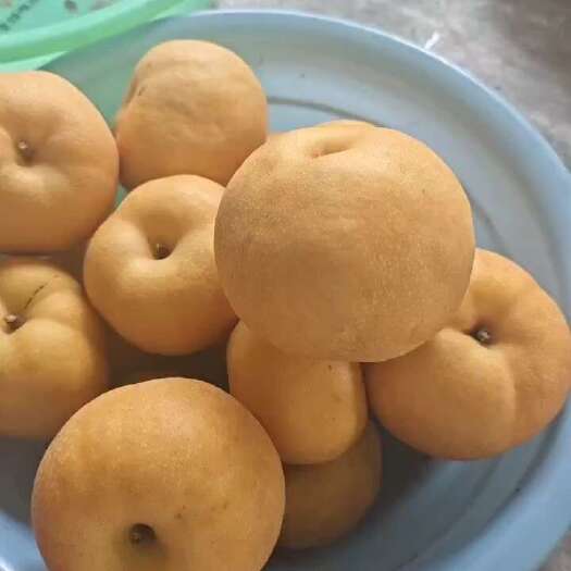 莱西市秋月梨，南水梨