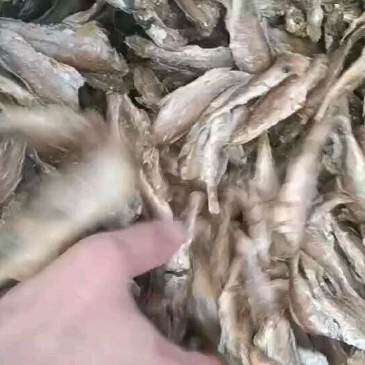 日照黄鱼酥大小条均有现货