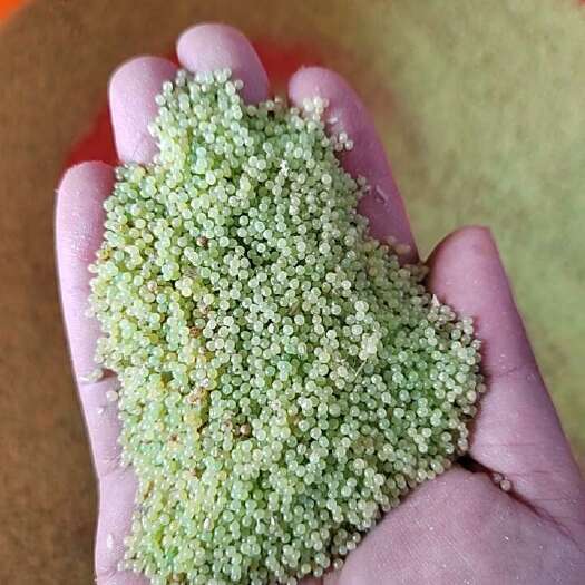 豆丹卵，豆虫卵