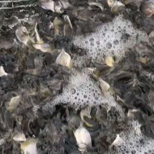 阳西县金鲳鱼苗寸5筛
