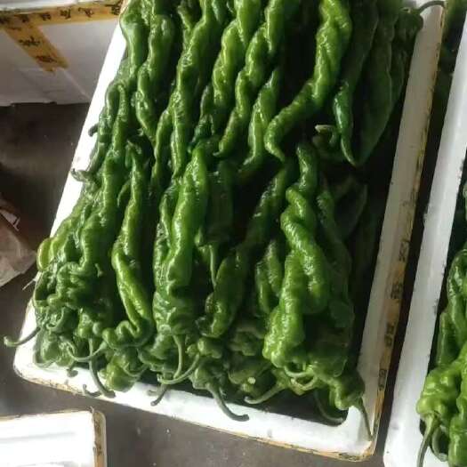 南宁螺丝椒