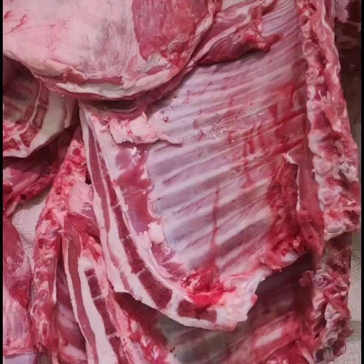 上海羔羊全排
