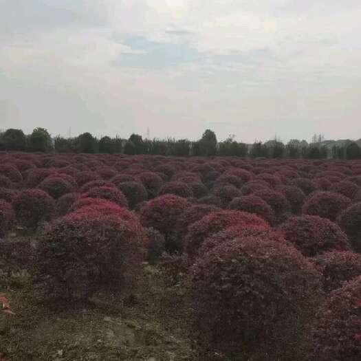 常州红花继木球