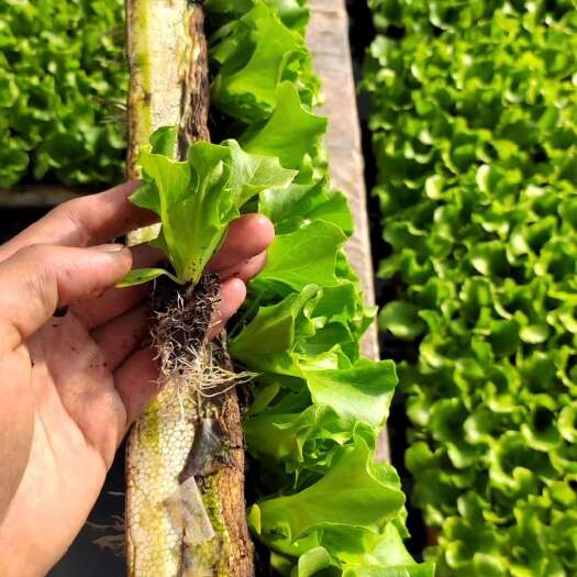 嵩明县出售意大利生菜苗，支持全国各地发货，量大从优