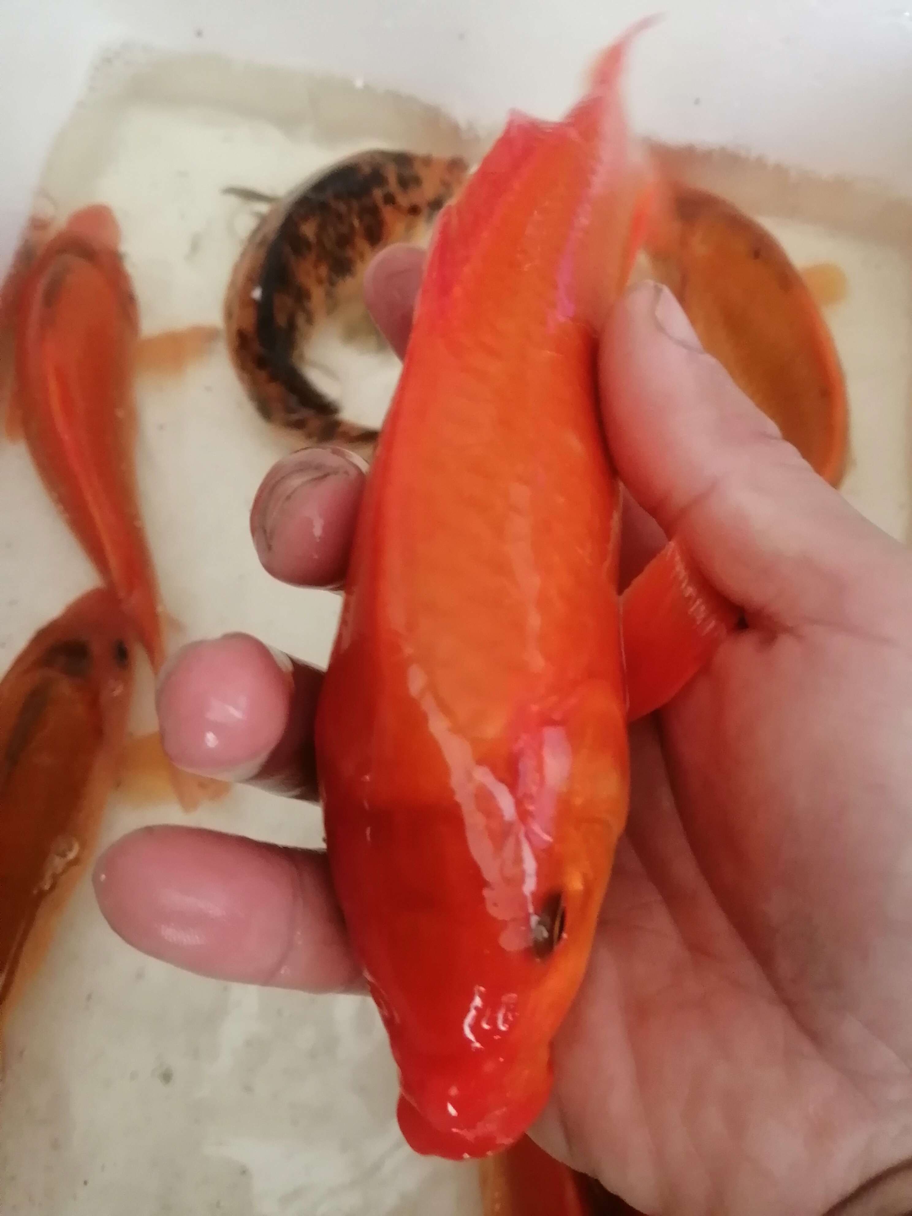 红鲤鱼苗，锦鲤鱼苗