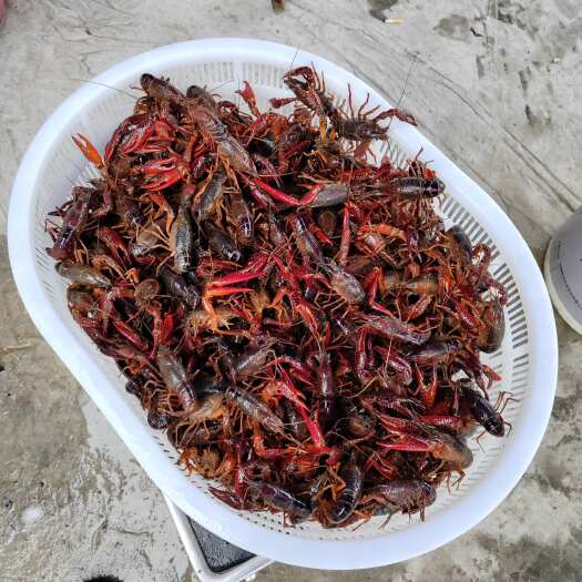 兴化市精品龙虾，大量上市