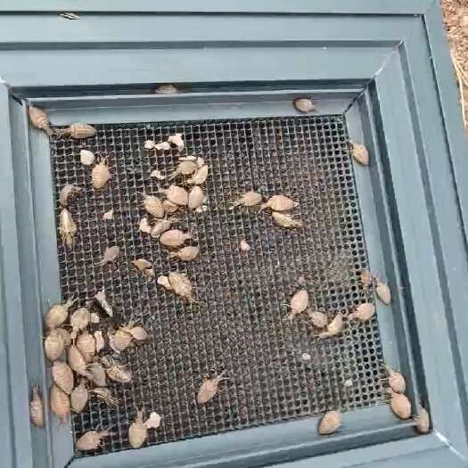 洛阳大量供应地牯牛 现货