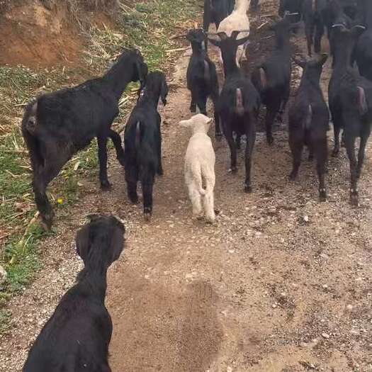 威宁县黑山羊