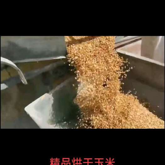 特克斯县新疆精品烘干玉米