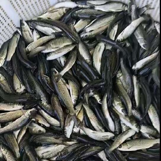高州市草鱼苗现货供应