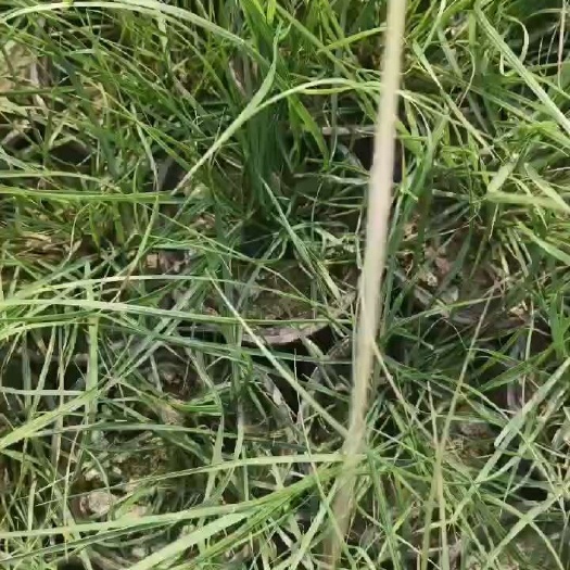 常州小兔子狼尾草