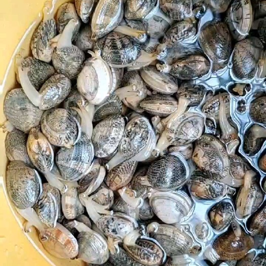 漳浦县蛤蜊