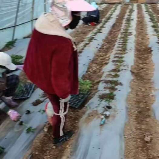 天镇县尖椒，太空，螺丝椒，辣妹，红炮椒。6月底上市