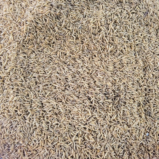 遵义本厂自产自销黑水虻干虫，每天2吨以上。鲜虫8吨以上。