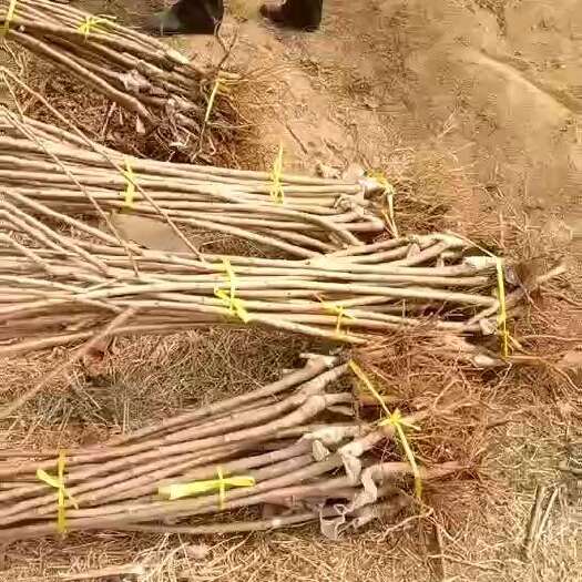 泰安吉塞拉樱桃品种齐全