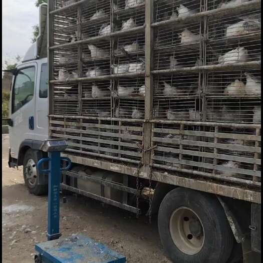 廉江市狮头鹅肉鹅 随当天市场行情价批发