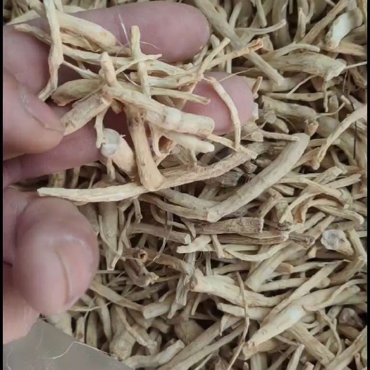自己加工挑选出来的参丁，大中小都有