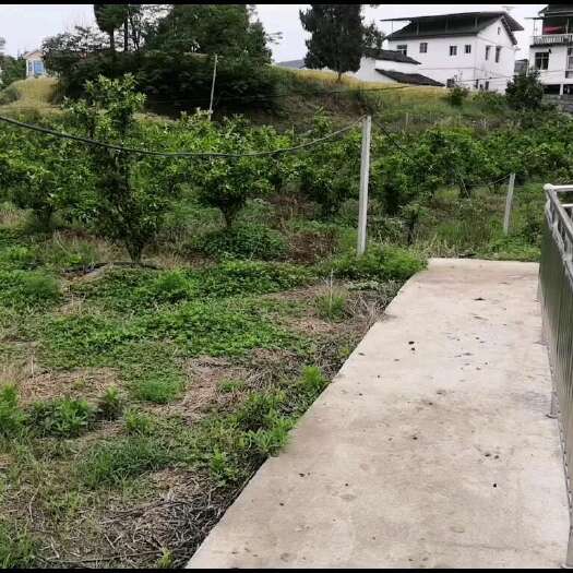 南部县四川南部县园果转让