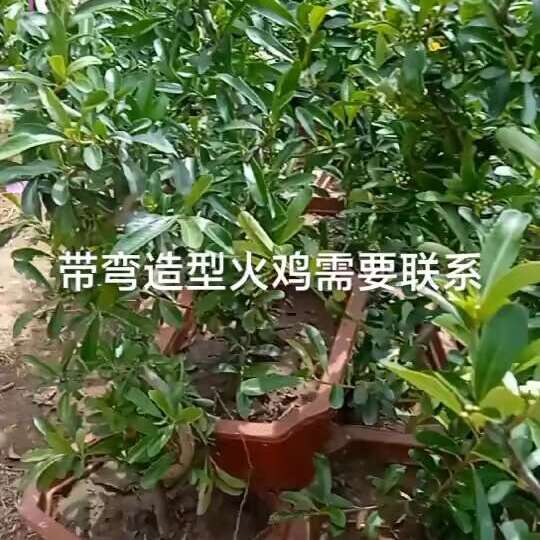 吉祥果火棘盆栽满堂红树桩绿植观果盆景阳台客厅庭院耐寒带花带果