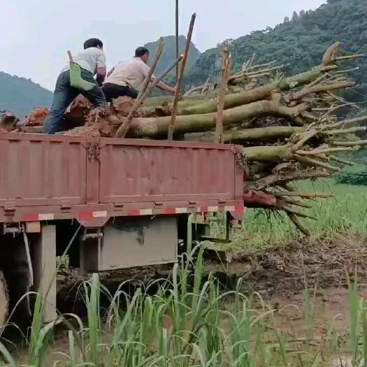 柳州洋紫荆宫粉紫荆花各种规格齐全、米经10-30分、5万株