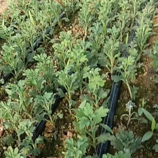 新沂市白菊苗  黄菊苗