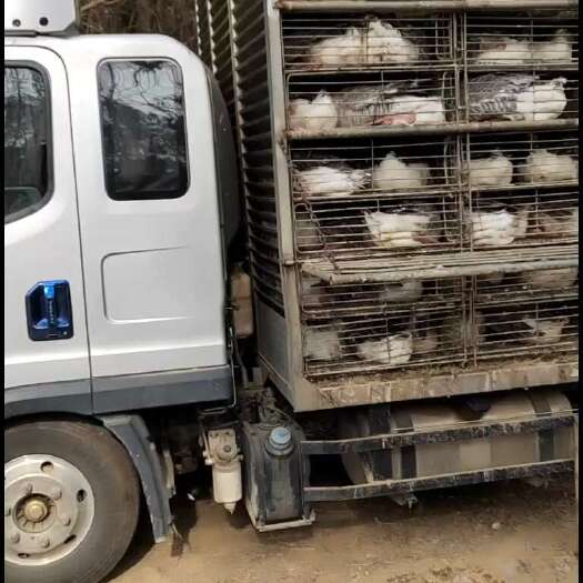 廉江市大白鲨肉鹅 随当天市场行情批发价
