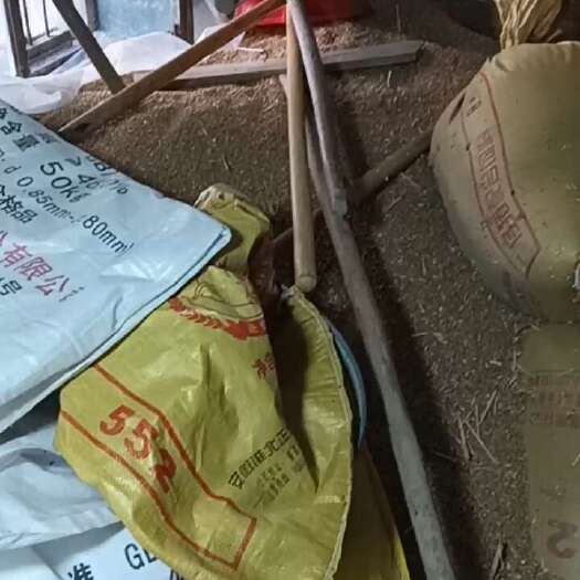 淮南小麦