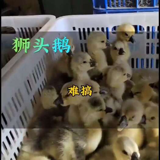 廉江市大白鲨鹅鹅批发 价格随当天市场行情批发价