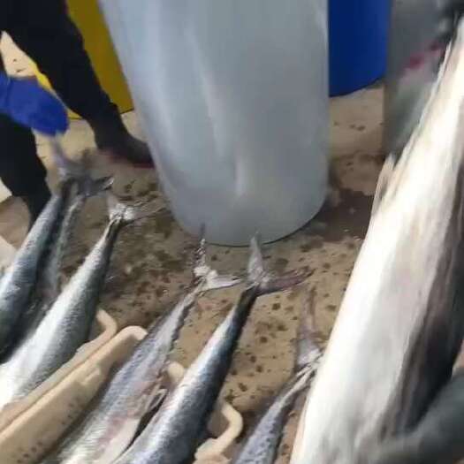 龙口市放流大鲅鱼，鲜鲅鱼，每天补货