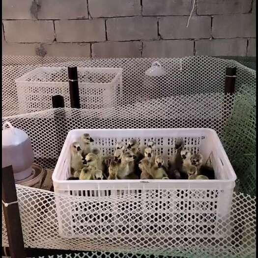 廉江市狮头鹅鹅苗 随当天市场行情批发价