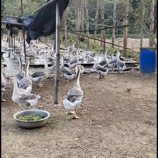 大白鲨肉鹅 随当天市场行情批发价