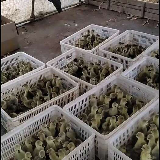 廉江市大白鲨鹅苗 随当天市场行情批发价