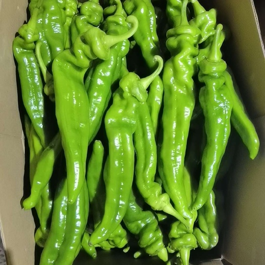 保山云南大棚种植的大青椒，精品好货，可对接电商，团购社区，商超，