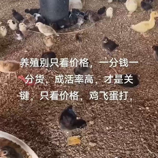 昌乐县质量最重要，疫苗以全