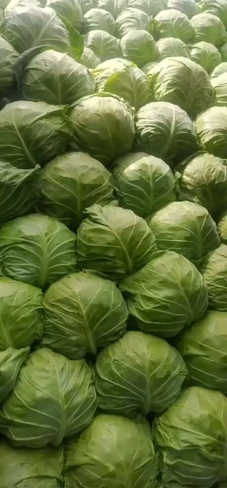辛集市洋白菜