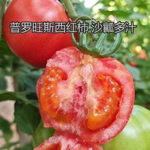 陕西泾阳普罗旺斯番茄 水果沙瓤西红柿精选彩箱4.5斤包邮