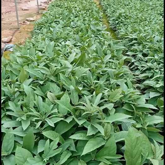 灵山县五指毛桃苗两年就有收获了种植时间短值得推荐五指毛桃苗