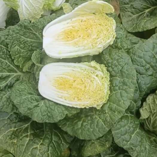 泸西县需要娃娃菜的抓紧时间