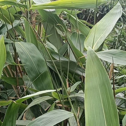 炎陵县阔叶箬竹