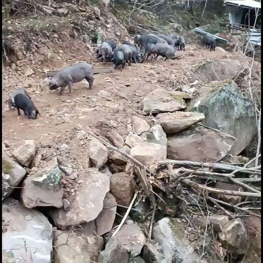 通江县土猪肉
